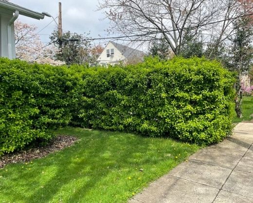 Pruning Shrubs Before Service